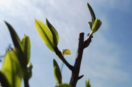 潮安鳳凰單叢十大名樅是什么，烏崠十大古樹名香品種介紹