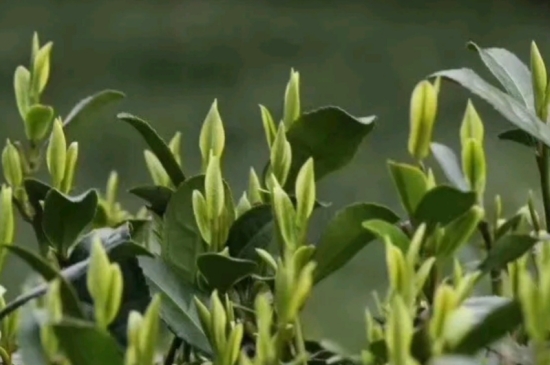 什么是雪前龍井茶，明前、雨前、雨后龍井有什么區(qū)別？