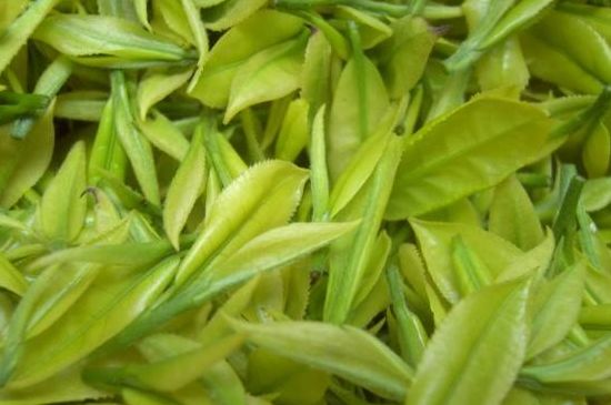 茶中奇葩黃金芽，安吉白茶中黃金芽的特點