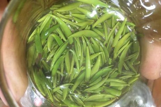 雀舌有一股青草味，雀舌為什么有青草味？