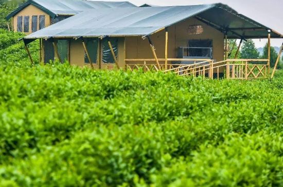 金壇雀舌算不算好茶，金壇雀舌屬于什么檔次茶葉？