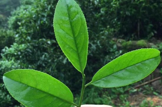 鋸朵仔跟鴨屎香哪個貴，鋸朵子和鴨屎香哪個好喝？