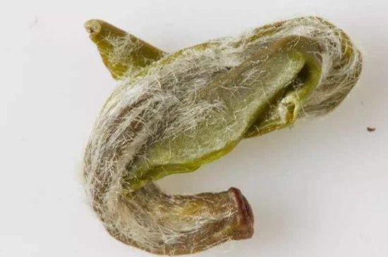 羊巖勾青是綠茶嗎，羊巖勾青茶屬于什么茶？