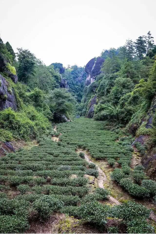 武夷山為什么盛產(chǎn)茶葉，武夷山茶為什么好喝？