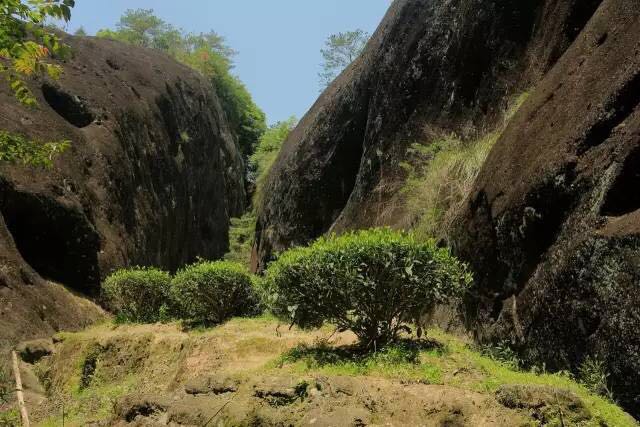 武夷山為什么盛產(chǎn)茶葉，武夷山茶為什么好喝？