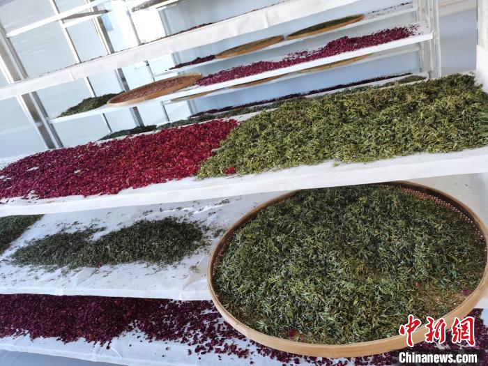 圖為王玲玲收購(gòu)的各種山茶?！⊥貘Q遠(yuǎn) 攝