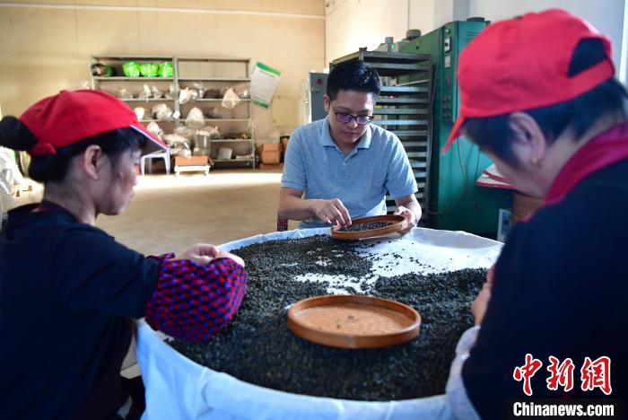 圖為張元豪在生產(chǎn)車間內(nèi)與工人一起查看茶葉品質(zhì)?！埍?攝